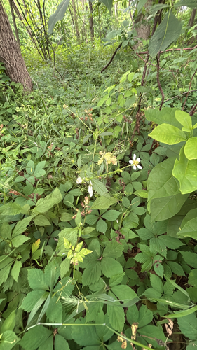 iNaturalist observation photo of white avens