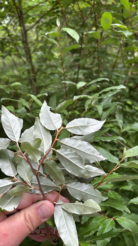 iNaturalist observation photo of autumn olive
