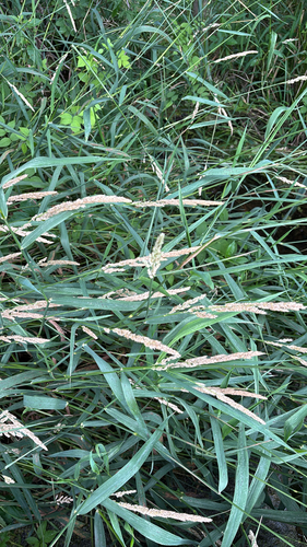 iNaturalist observation photo of reed canary grass