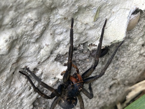 Lycosa auroguttata