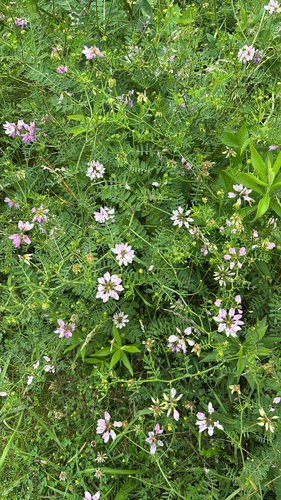 iNaturalist observation photo of purple crownvetch