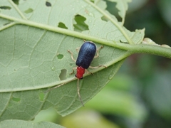 Trichobalya bowringii