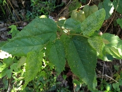 Aceria guazumae