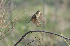 Anthus trivialis