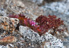 Hylotelephium cyaneum