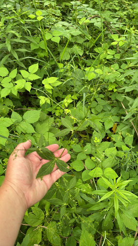 iNaturalist observation photo of honewort