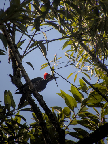 Lineated Woodpecker