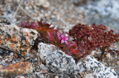 Hylotelephium cyaneum