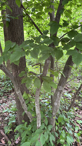 iNaturalist observation photo of American hornbeam