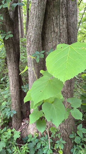 iNaturalist observation photo of basswood