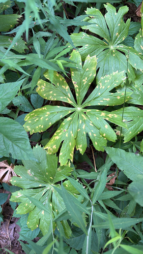 iNaturalist observation photo of Mayapple Rust