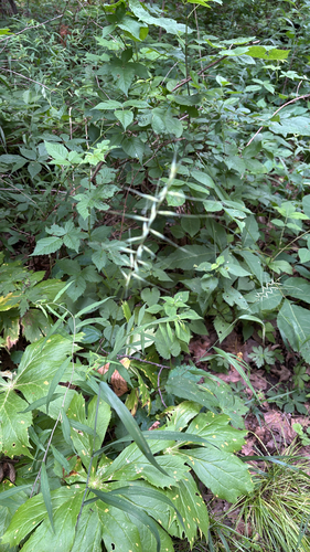 iNaturalist observation photo of bottlebrush grass