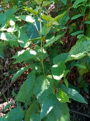Aceria guazumae