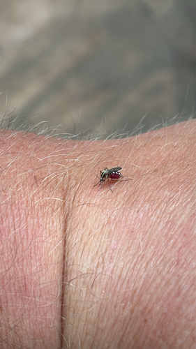 iNaturalist observation photo of Aedes