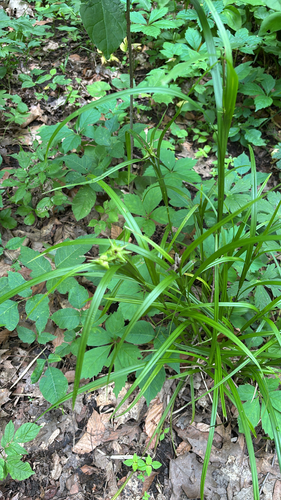 iNaturalist observation photo of Gray's sedge