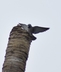 Artamus fuscus