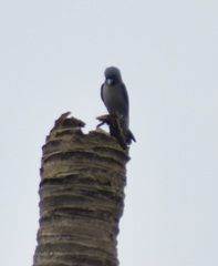 Artamus fuscus