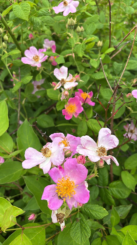 iNaturalist observation photo of climbing prairie rose