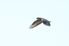 Buteo buteo