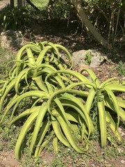 Aloe vanbalenii
