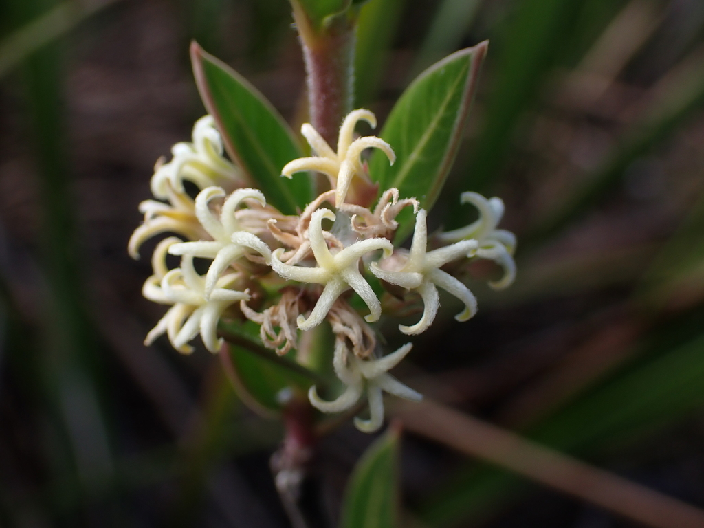 Metastelma myrtifolium