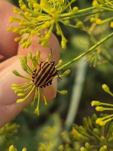 Continental Striped Shield Bug