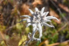 Leontopodium stellatum