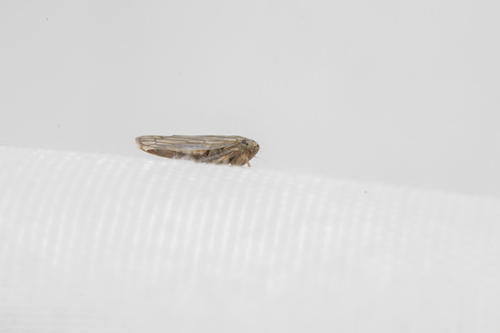 iNaturalist observation photo of Typical Leafhoppers