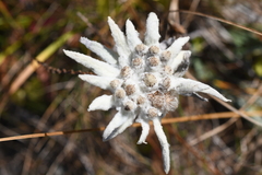 Leontopodium stellatum
