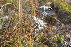 Leontopodium stellatum
