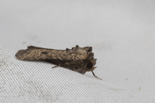 iNaturalist observation photo of Owlet Moths and Allies
