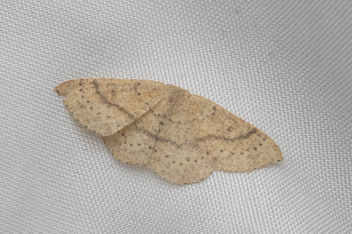 iNaturalist observation photo of Hollow-spotted Geometer