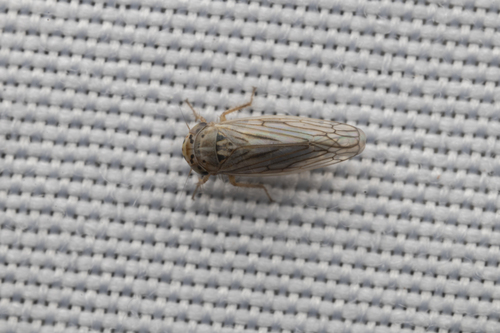 iNaturalist observation photo of Gray Lawn Leafhopper