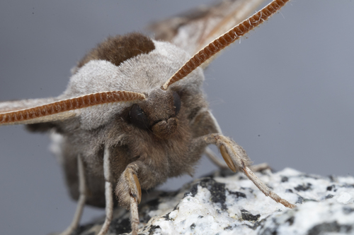 iNaturalist observation photo of Western Eyed Sphinx