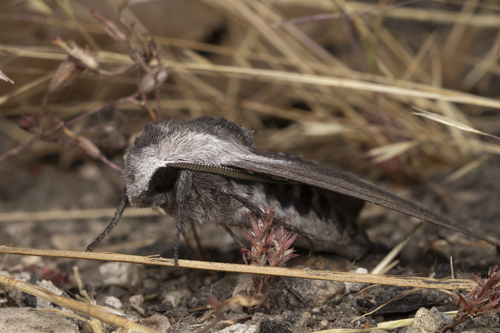 iNaturalist observation photo of Elegant Sphinx