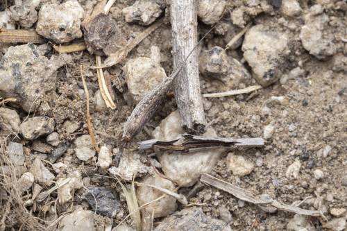 iNaturalist observation photo of Rock Bristletails