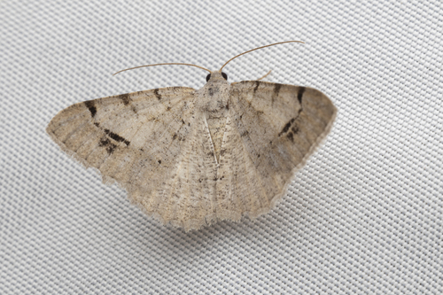 iNaturalist observation photo of California Granite Moth and Allies