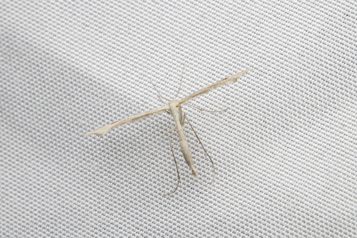 iNaturalist observation photo of Plume Moths