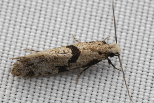 iNaturalist observation photo of European grain moth