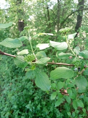 Cornus sanguinea