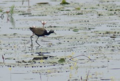 Metopidius indicus