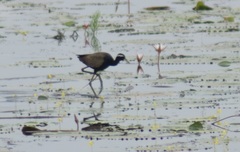 Metopidius indicus
