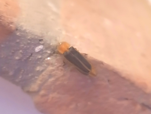 Mediterranean Pale Glow-worm