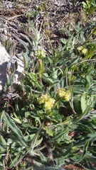 Valerianella turgida