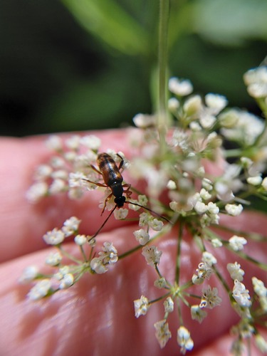 Tobacco-coloured longhorn beetle photo 5