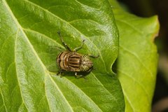 Eristalodes