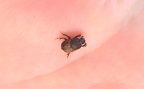 Onthophagus lemur
