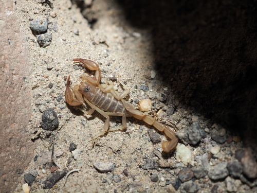 Paruroctonus simulatus