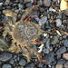 Hairy Seaweed Crab - Photo (c) Karen Pratt, some rights reserved (CC BY-NC), uploaded by Karen Pratt