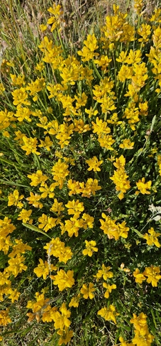 Winged Broom